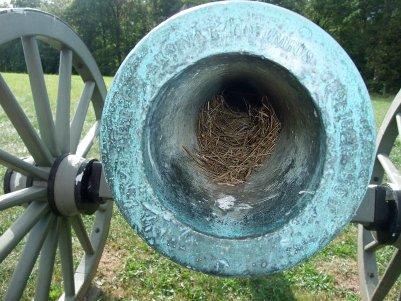 Bird's nest in a cannon