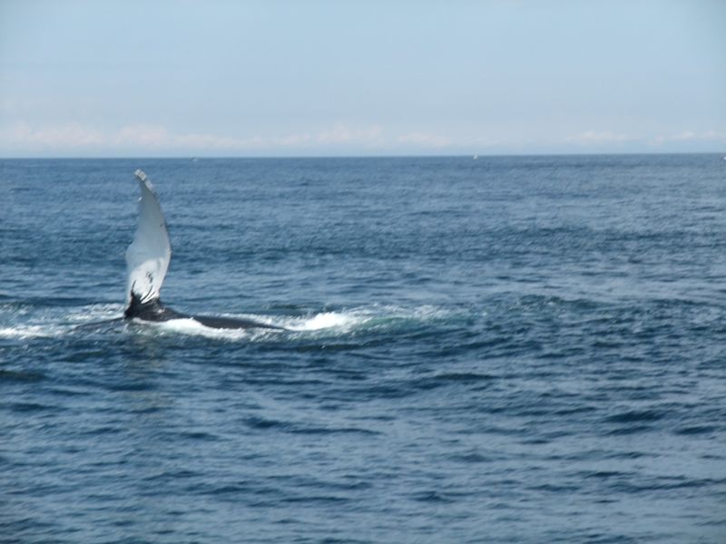 Whale watching off Cape Cod
