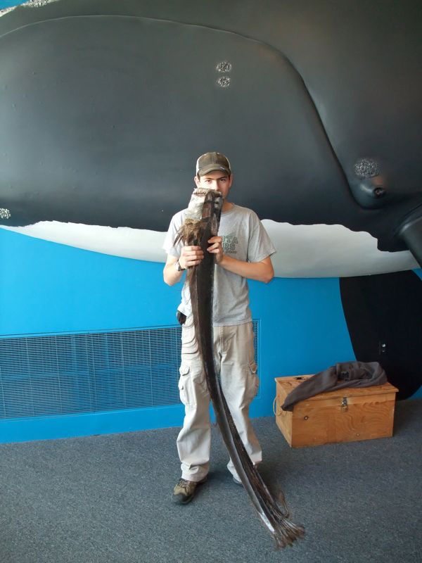 Rob with Baleen. New Bedford whaling museum