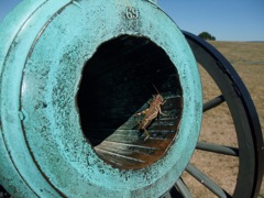 Grasshopper in a cannon. Note the rifling